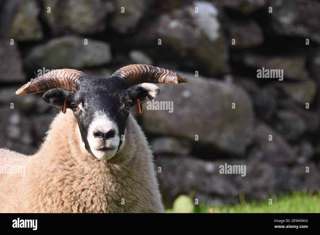 Sheep écossais Blackface, Castle Douglas, Dumfries & Galloway Banque D'Images