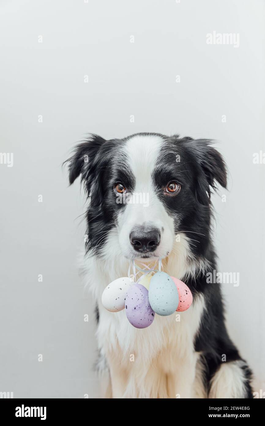 Concept joyeuses Pâques. Préparation pour les vacances. Joli chien bordure collie tenant Pâques oeufs colorés dans la bouche isolée sur fond blanc. Ressort Banque D'Images