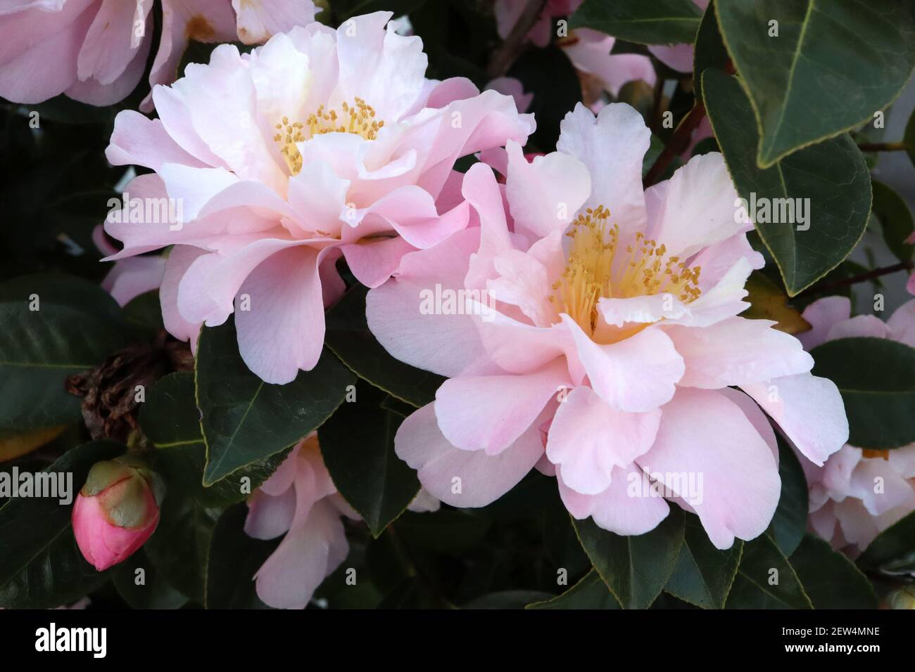 Camellia vernalis ‘Star Above Star’ Camellia Star Above Star – fontaines roses et blanches de pétales, mars, Angleterre, Royaume-Uni Banque D'Images