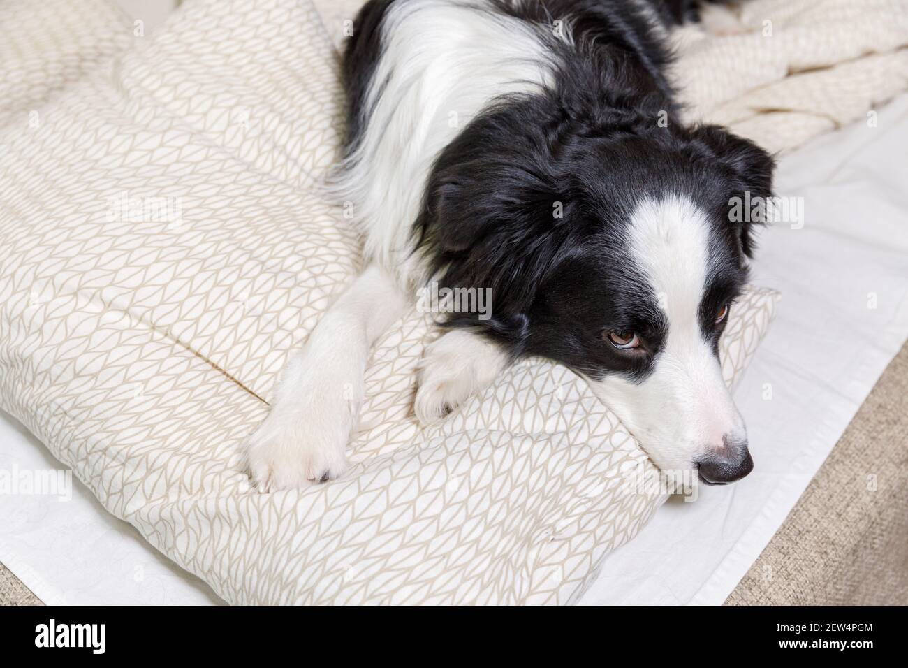 Portrait amusant de chien mignon souriant bordure collie couché sur la couverture d'oreiller dans le lit. Nouveau membre charmant de la famille petit chien à la maison couché et dormant Banque D'Images