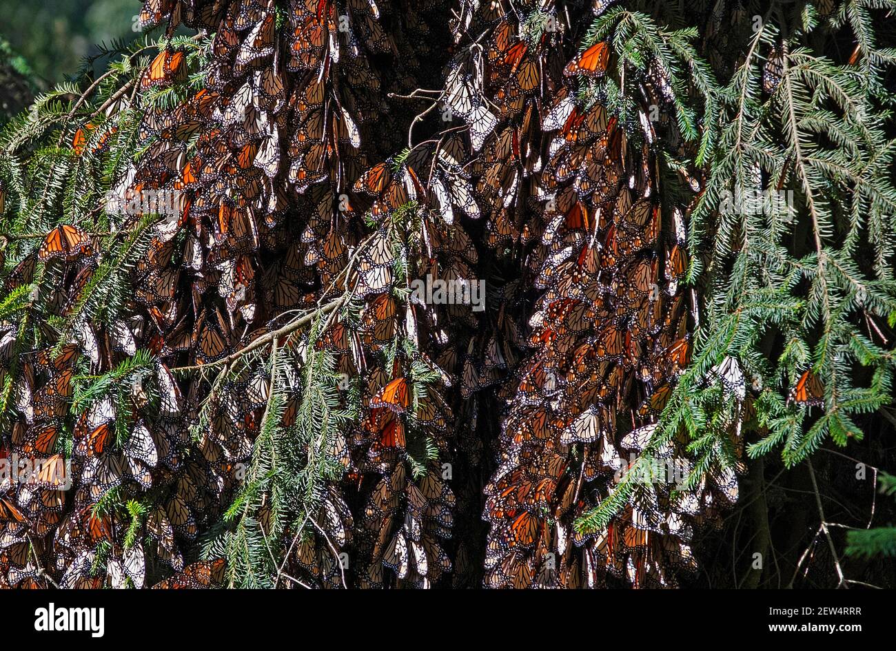 Groupe de monarques / papillons monarques (Danaus plexippus) dans l'arbre de la Réserve de biosphère des papillons monarques près d'Angangueo, Michoacán, Mexique Banque D'Images