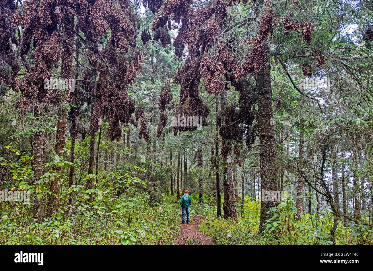 Grappes de monarques / papillons monarques (Danaus plexippus) dans les arbres de la réserve de biosphère des papillons monarques près d'Angangueo, Michoacán, Mexique Banque D'Images