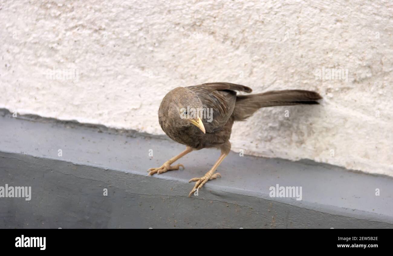 Babbler à bec jaune (Argya affinis taprobanus) au Sri Lanka, en hiver Banque D'Images
