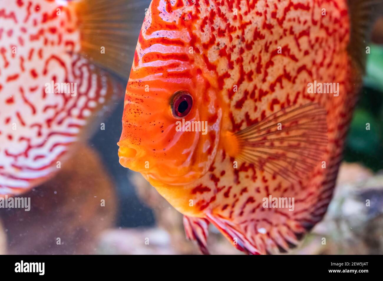 Poissons des spièces Symphysodon discus dans l'aquarium. Concept d'aquariums d'eau douce Banque D'Images