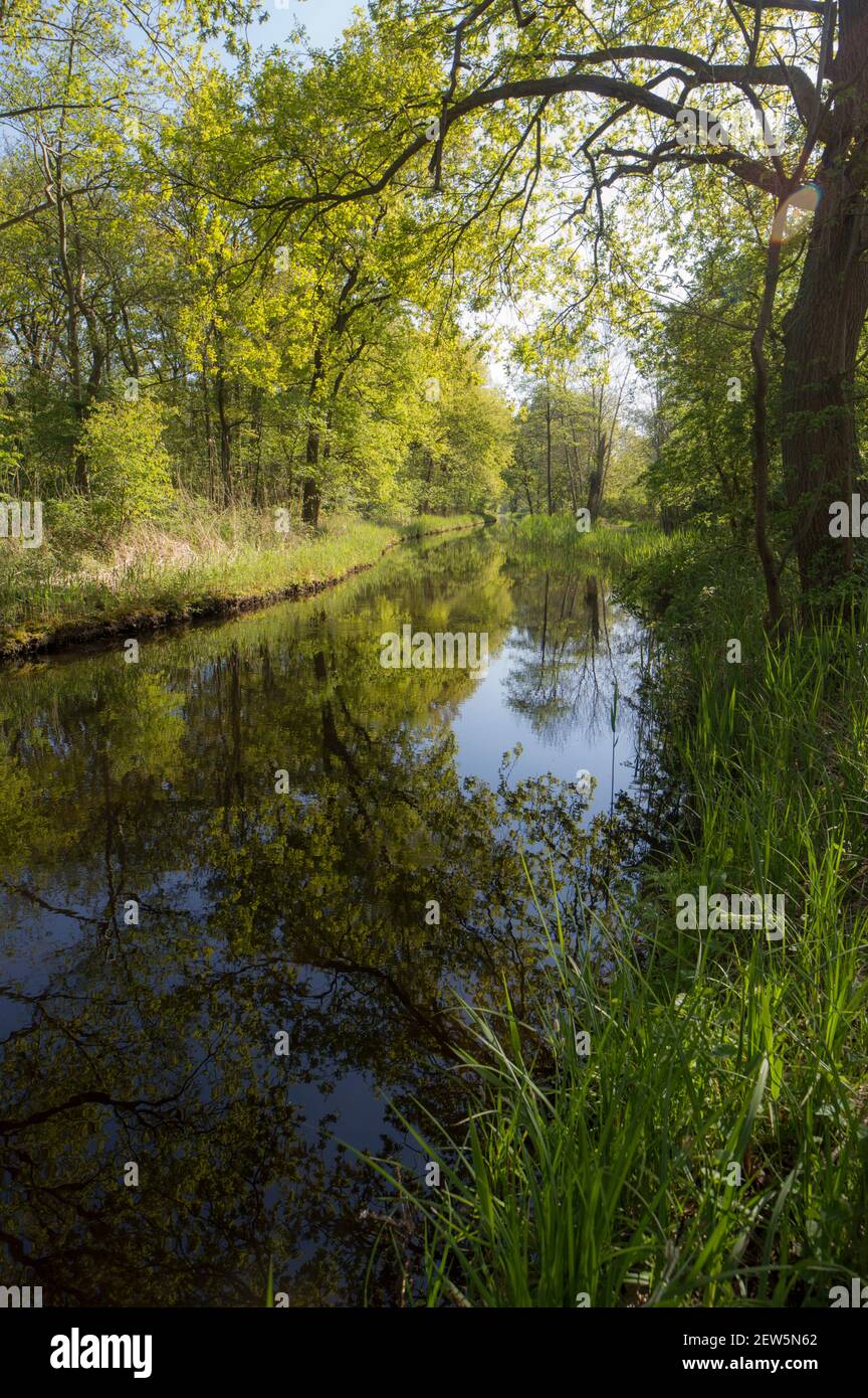 La réserve naturelle d'Ankeveense Plassen au printemps Banque D'Images