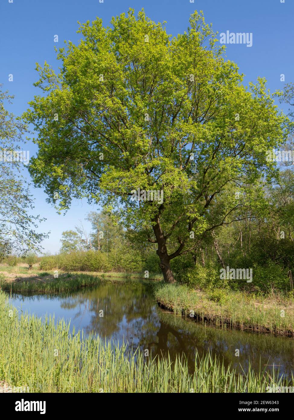 La réserve naturelle d'Ankeveense Plassen au printemps Banque D'Images