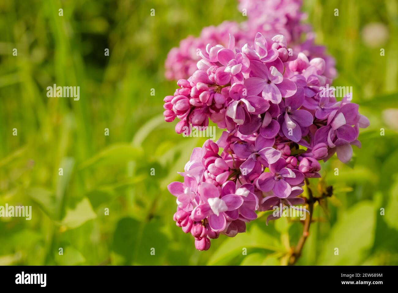 Lilas violet avec bords blancs. Lilas sensation. Beau bouquet de fleurs violettes closeup.Blooming varietal sélection deux tons lilas Syringa. La boîte de dialogue Trier Banque D'Images