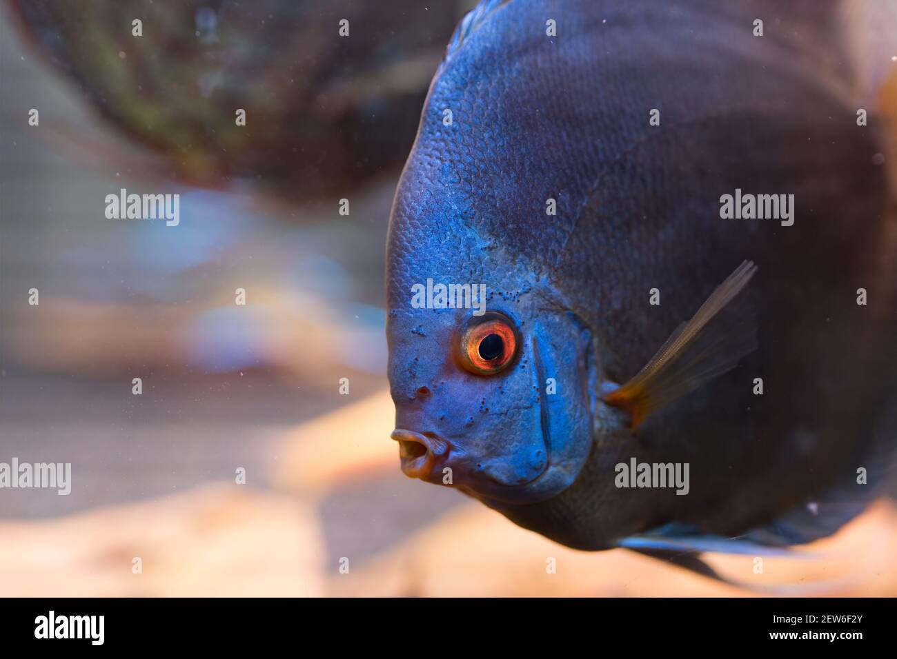 Poisson bleu à l'aquarium, gros plan détaillé Banque D'Images