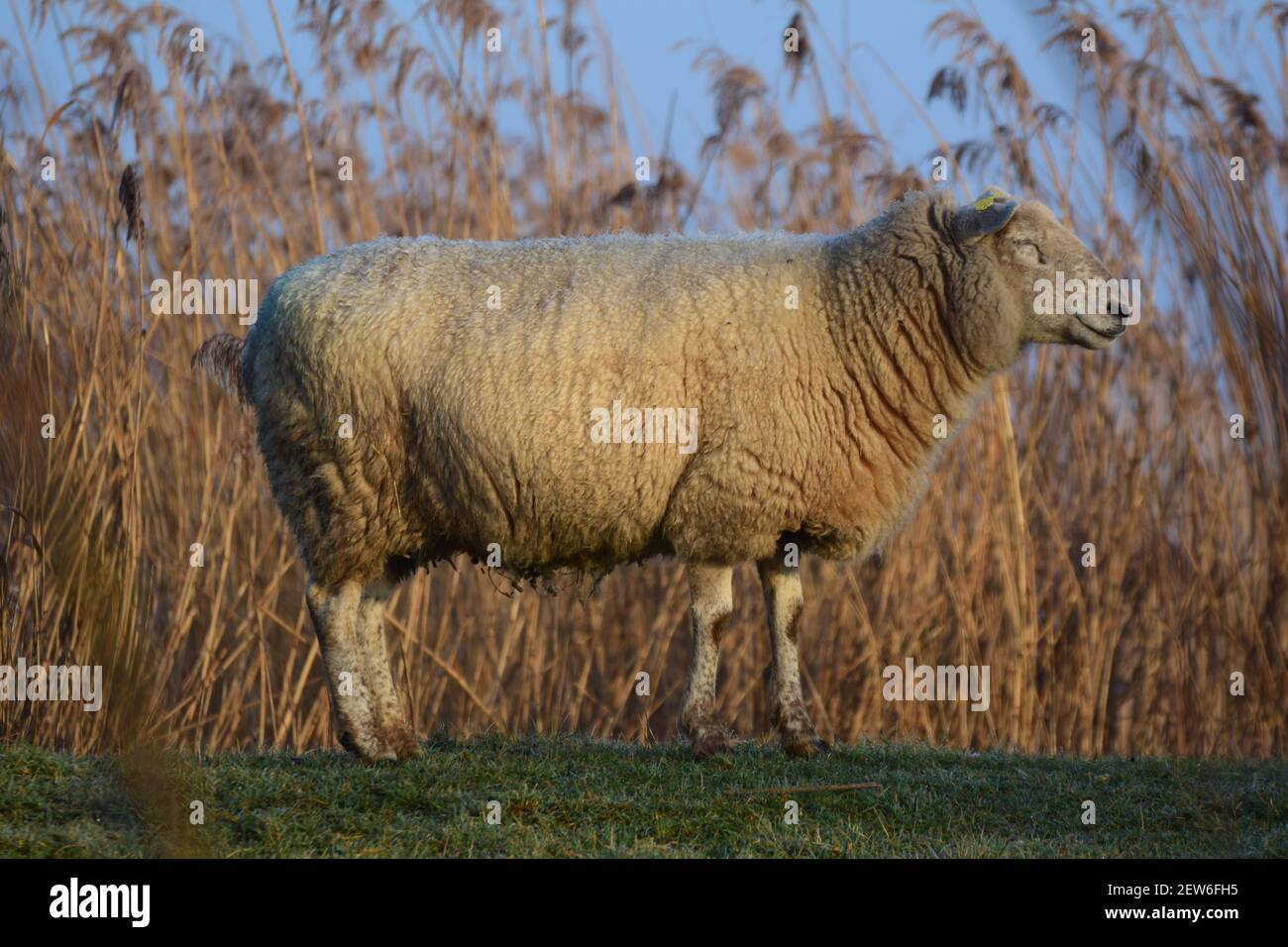 Un mouton blanc debout sur une digue Banque D'Images