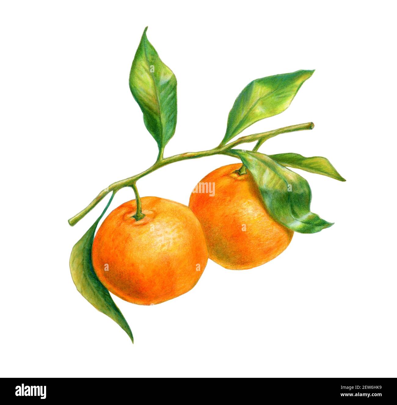 Deux tangerines sur une branche avec des feuilles. Aquarelle et crayon de couleur. Banque D'Images