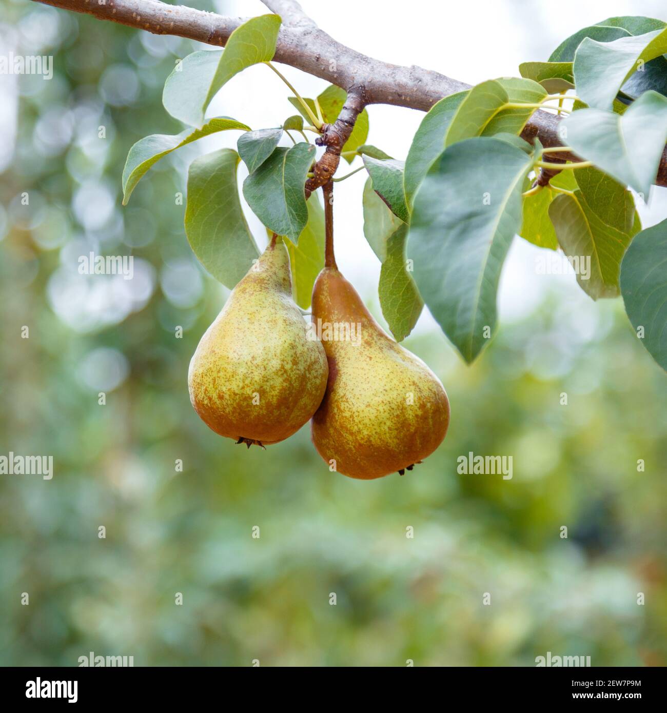 Les poires poussent sur l'arbre. 2 poires mûres poussent sur l'arbre dans le jardin. Délicieux fruits mûrs de poire pendant la récolte d'automne à la ferme dans le verger. Carré. Banque D'Images