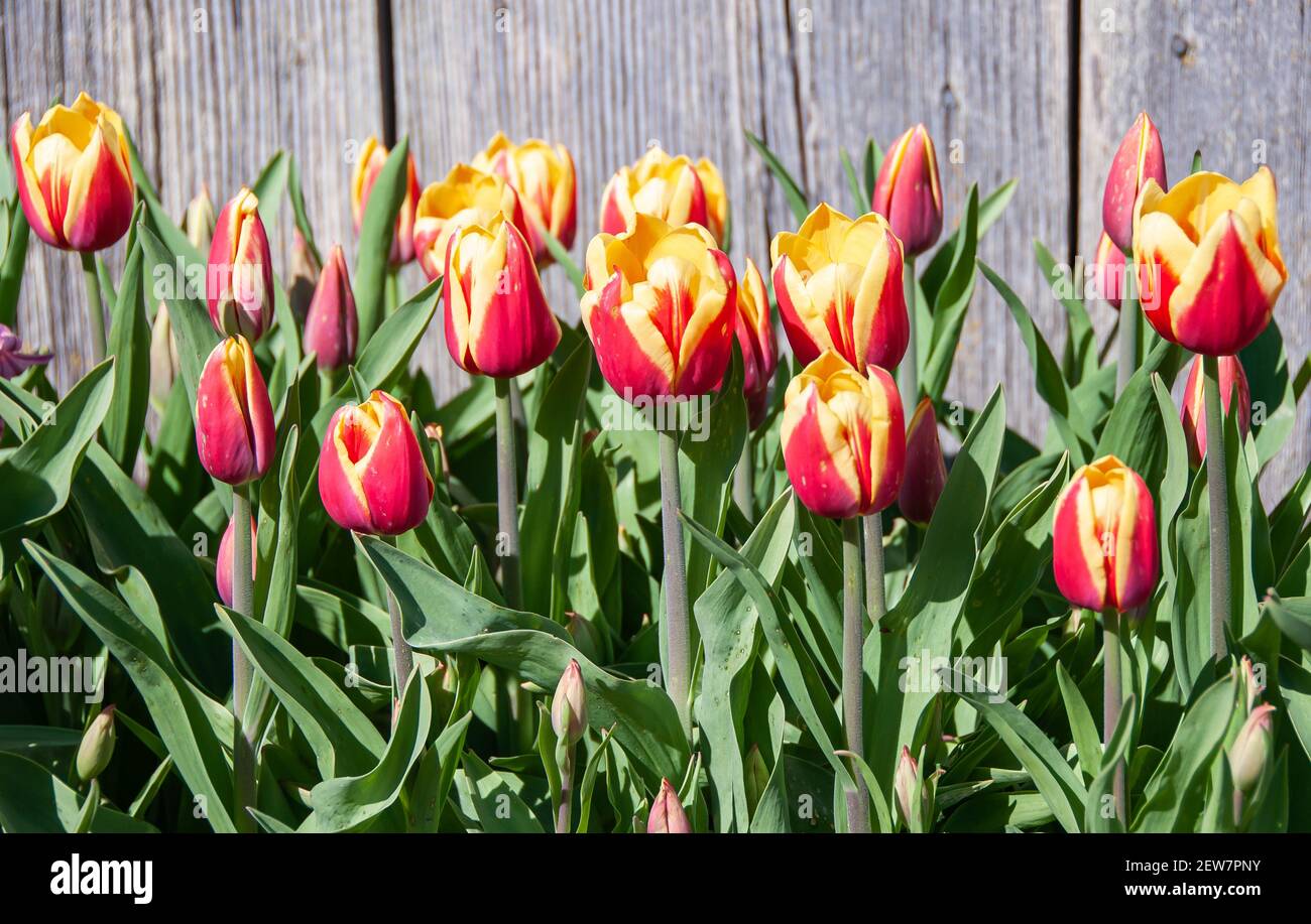 Des tulipes de printemps colorées fleurissent dans un jardin. Skagit Valley, Washington. Banque D'Images