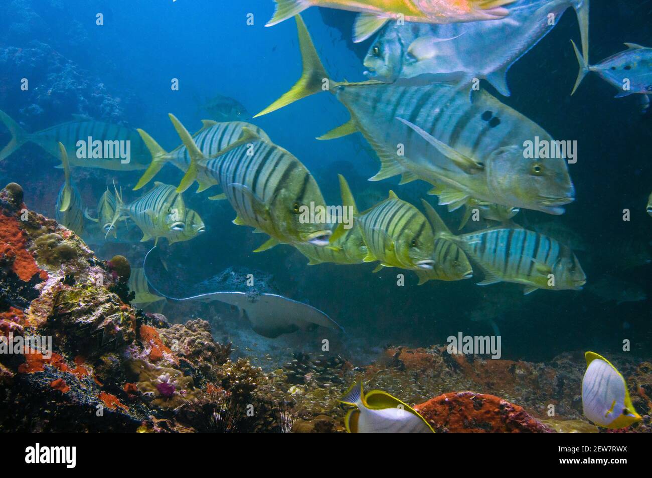 Natation poissons jaunes tropicaux Golden Trevally, Gnathanodon speciosus, Seychelles. Banque D'Images