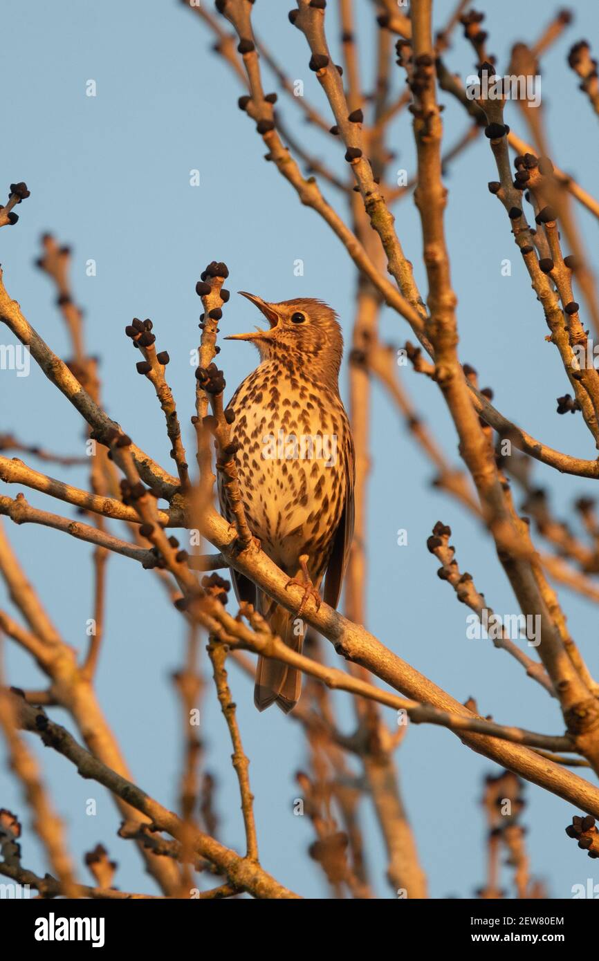 Song Grush (Turdus Philomelos) chantant dans l'arbre au coucher du soleil - Écosse, Royaume-Uni Banque D'Images