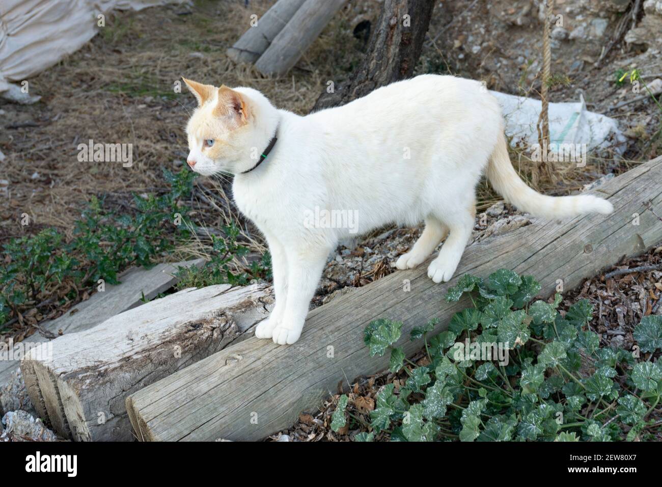 Chat Domestique Siamois Point Rouge Banque D Image Et Photos Alamy
