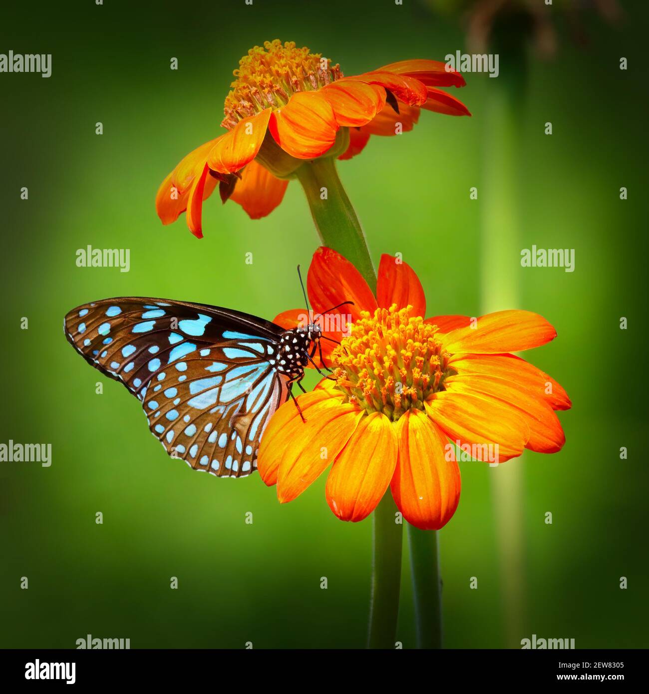 Papillon Blue Tiger ou Danaid Tirumala limniace sur le tournesol rouge ou le tournesol mexicain (Tithonia rotundifolia), avec dos de bokeh vert jaune flou Banque D'Images