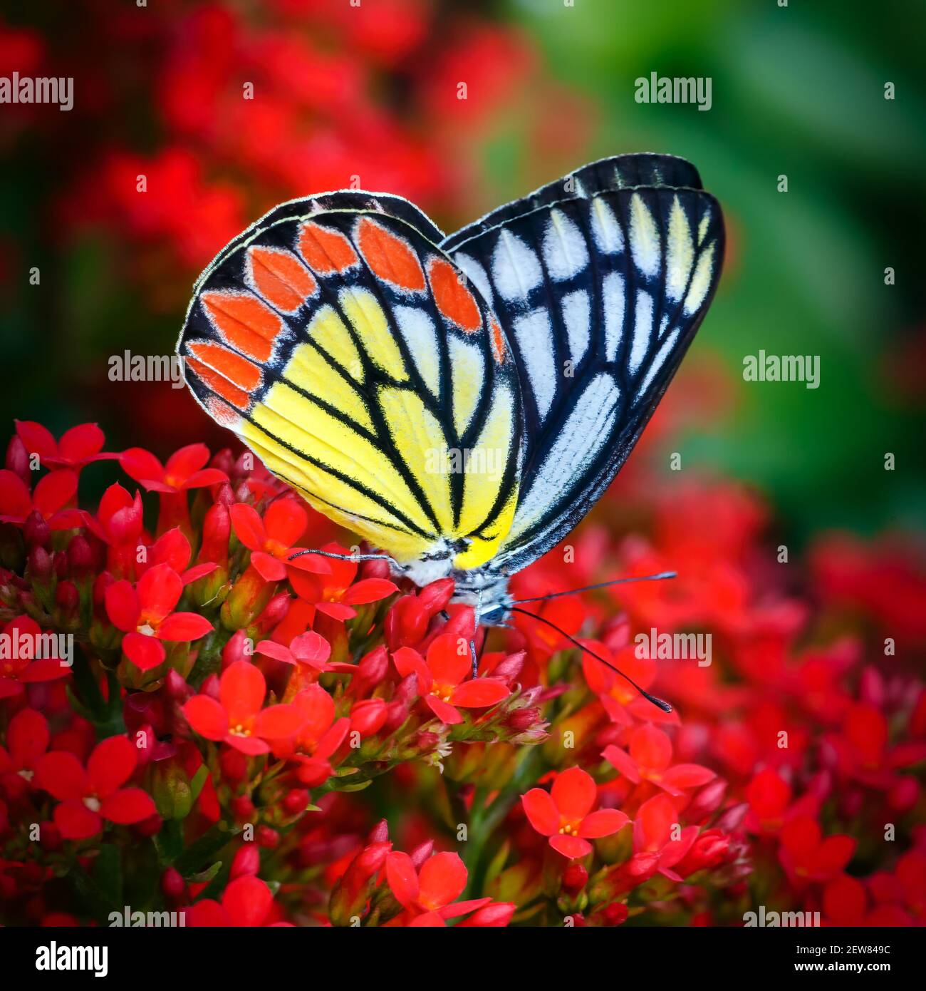 Papillon peint commun Jezebel ou Delias eucharis, famille des Pieridae, avec ailes fermées dans plusieurs fleurs rouges de Kalanchoe avec rouge foncé coloré vert Banque D'Images