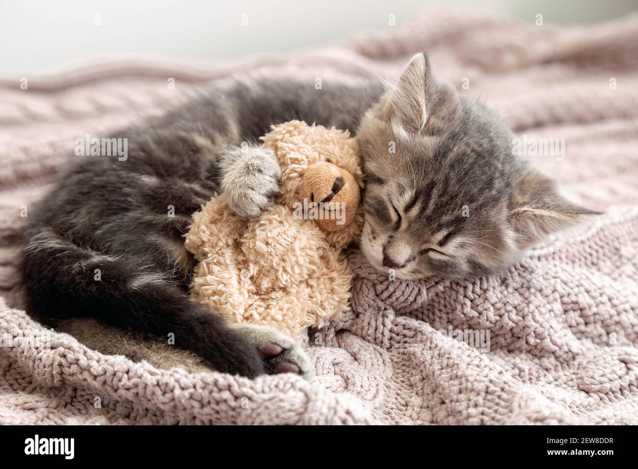 Peluche Tabby Kitten Snoozing Confortable Calin Teddy Ours Sur Tricote Rose Ecossais Un Petit Chat Dorment Sur Une Couverture Confortable Qui Se Porte Comme Un Jouet Bebe Chaton Doux Reves Photo Stock Peluche Tabby Kitten Snoozing Confortable Calin Teddy Ours Sur Tricote Rose Ecossais Un Petit Chat Dorment Sur Une Couverture Confortable Qui Se Porte Comme Un Jouet Bebe Chaton Doux Reves Photo Stock