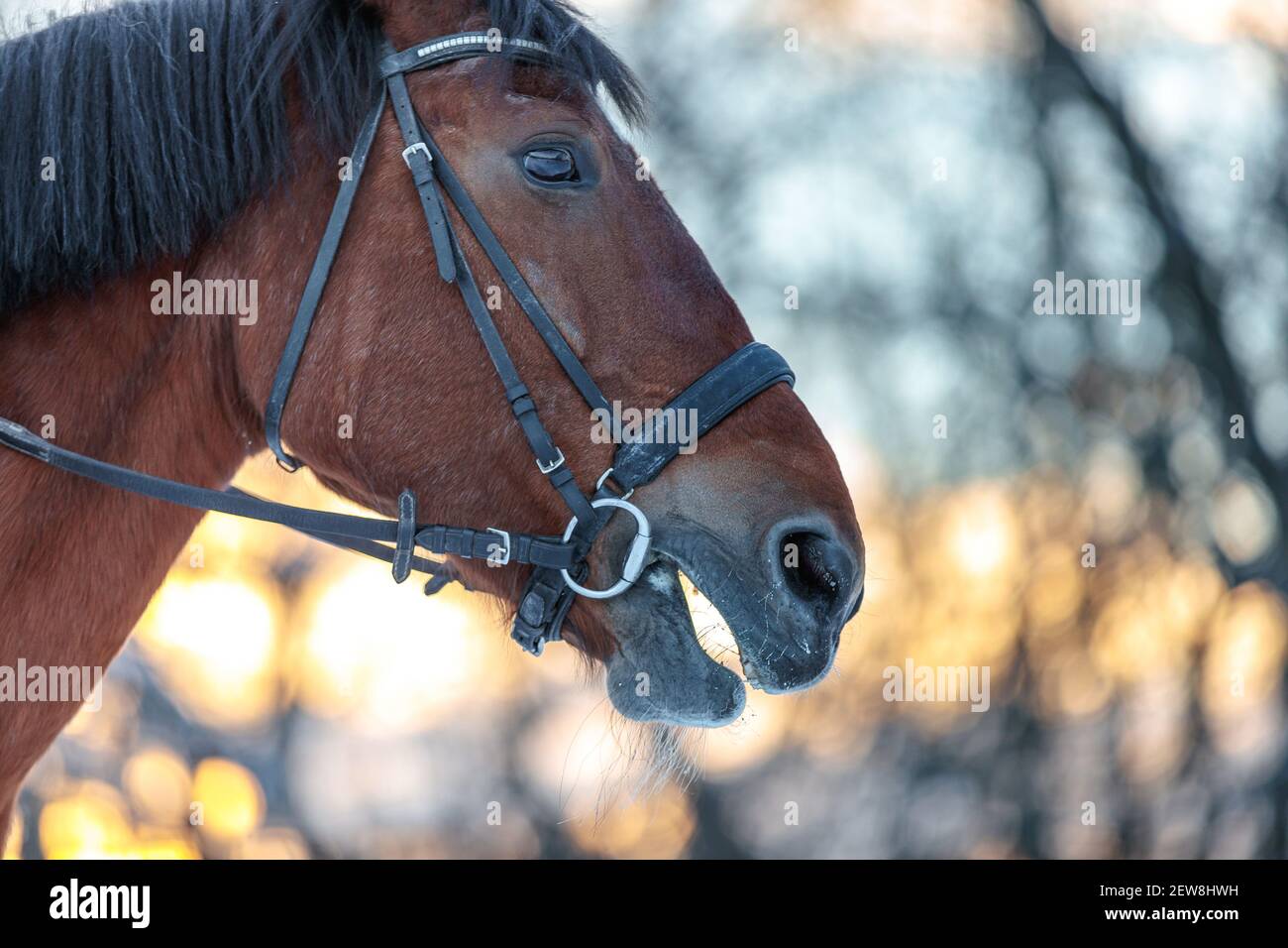 Gros plan d'un cheval en hiver au coucher du soleil. Couleur marron. Vapeur des narines de la jument Banque D'Images