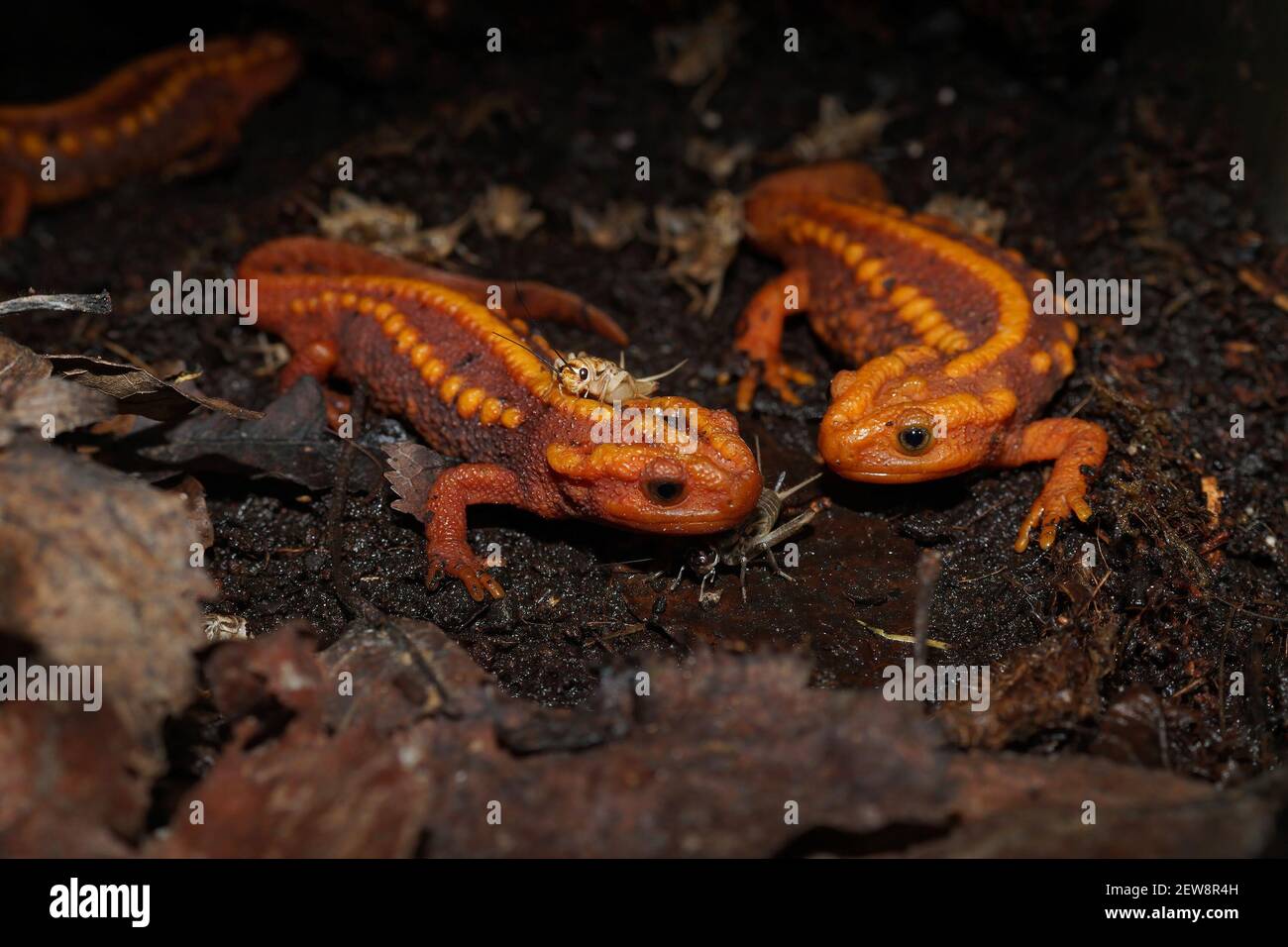 Gros plan sur la belle couleur orange Huanglian Mountain Crocodile Newt , Tylototriton pulcherimus Banque D'Images