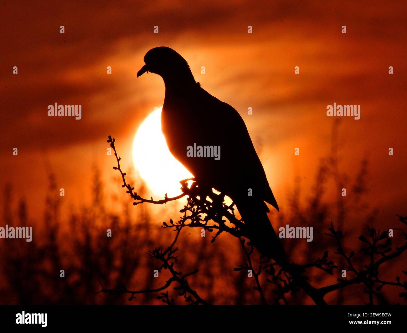 BOIS PIGEON SILHOUTTED CONTRE UN COUCHER DE SOLEIL Banque D'Images