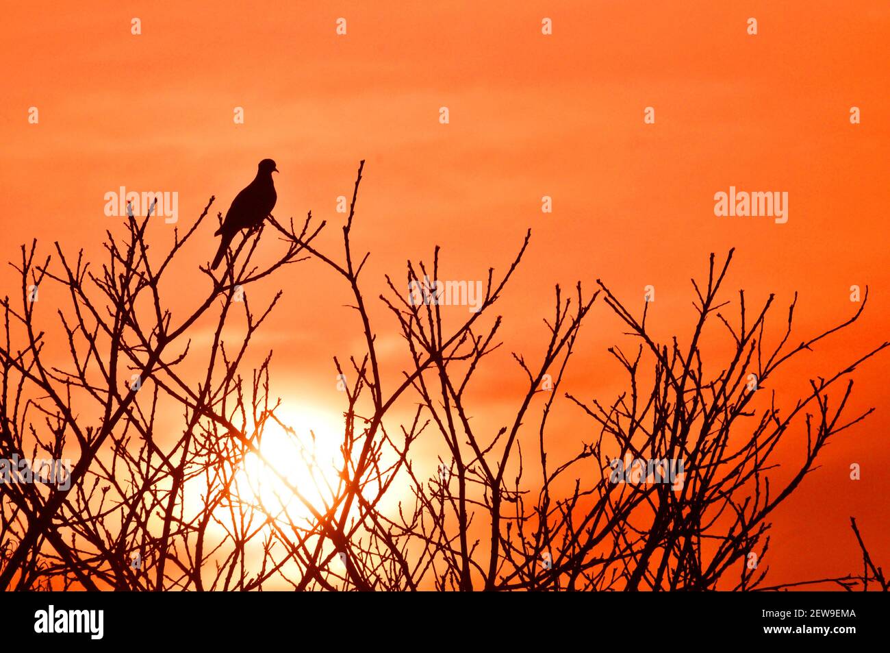BOIS PIGEON SILHOUTTED CONTRE UN COUCHER DE SOLEIL Banque D'Images