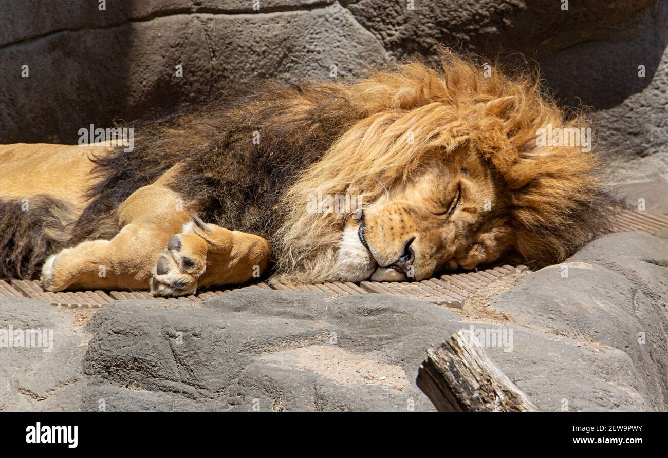 Un gros plan du lion moelleux dormant sur les rochers dans le zoo Banque D'Images