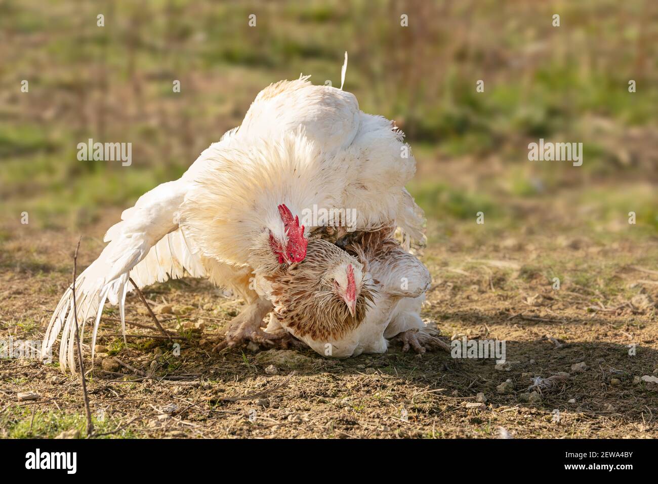 Accouplement d'un coq et d'une poule dans la nature Banque D'Images