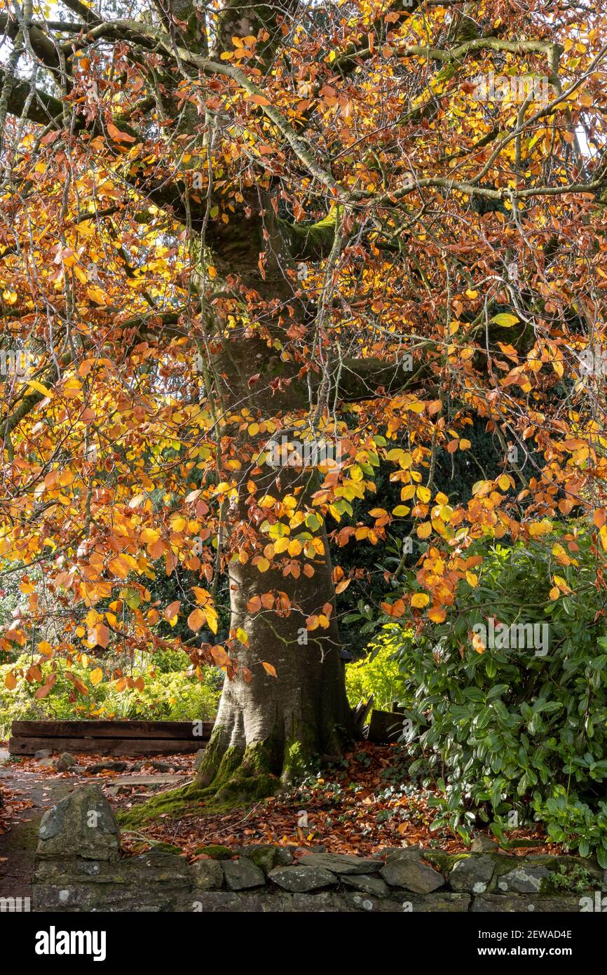 Feuillage automnal de l'arbre Beech, Fagus sylvatica Banque D'Images