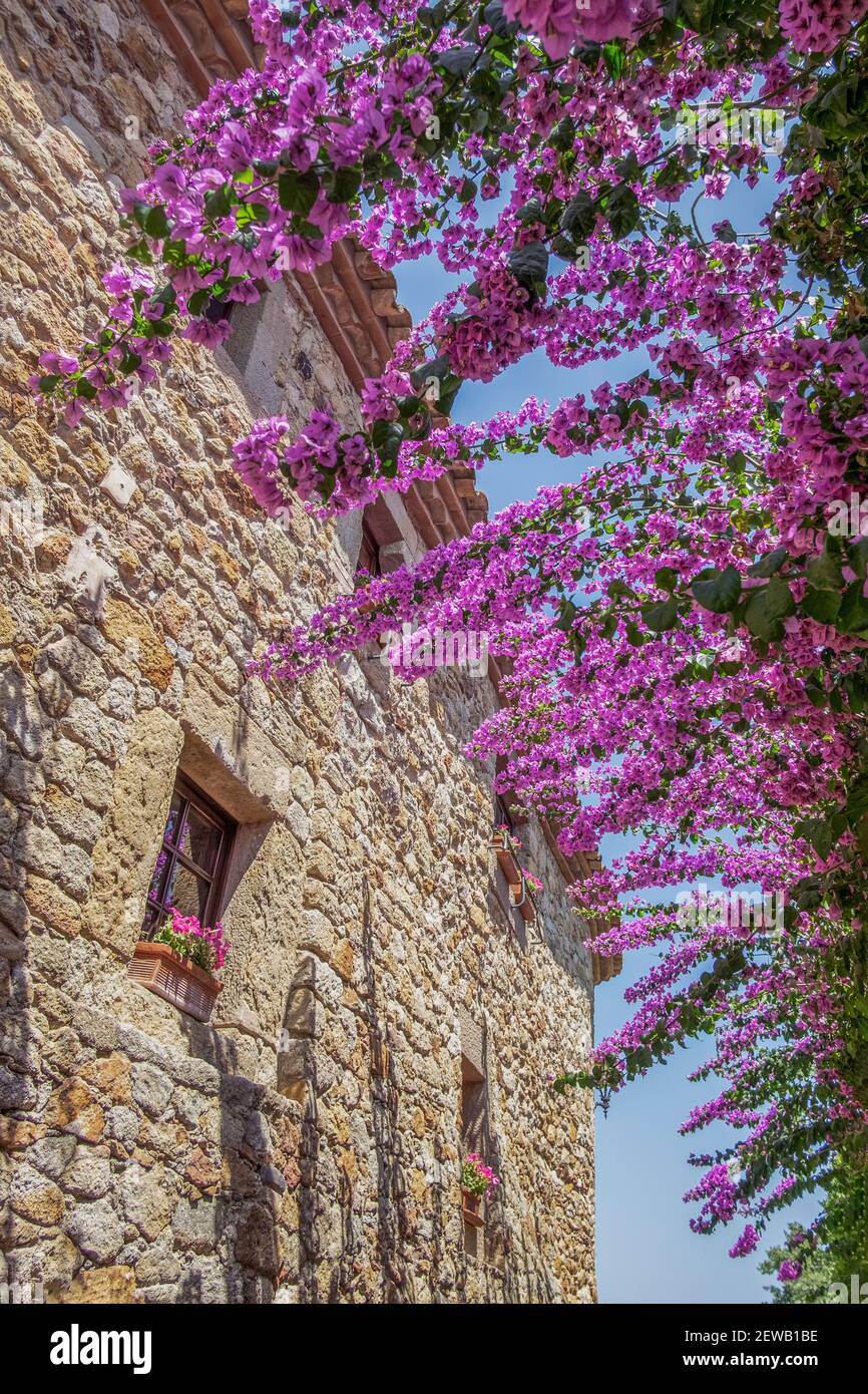 rue d'une ville médiévale, avec des murs en pierre décorés de fleurs  violettes en pleine fleur, à Pals, Gerona, Espagne Photo Stock - Alamy