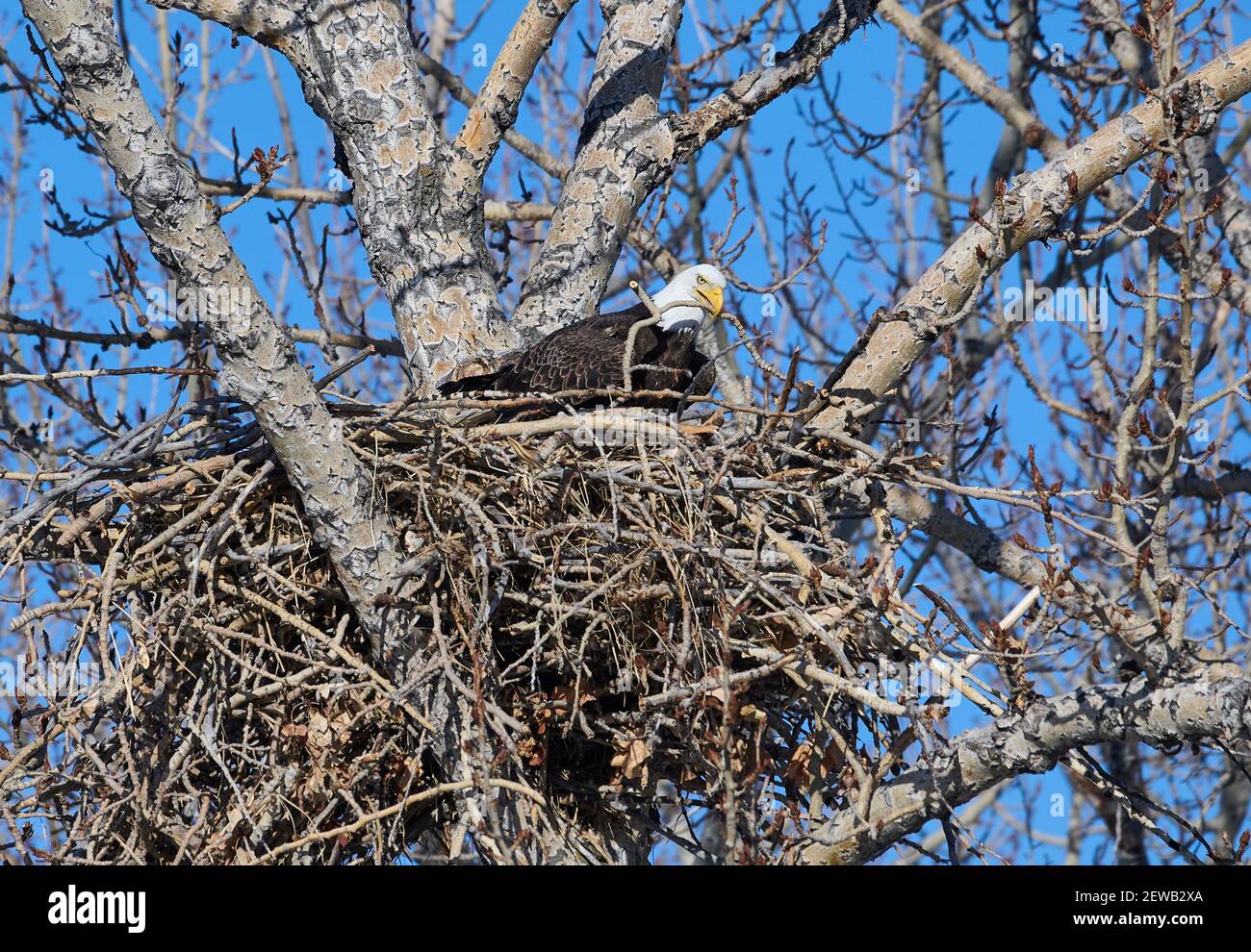 Aigle à tête blanche (Haliaeetus leucocephalus) sur le nid, Calgary, parc Carburn, Alberta, Canada Banque D'Images