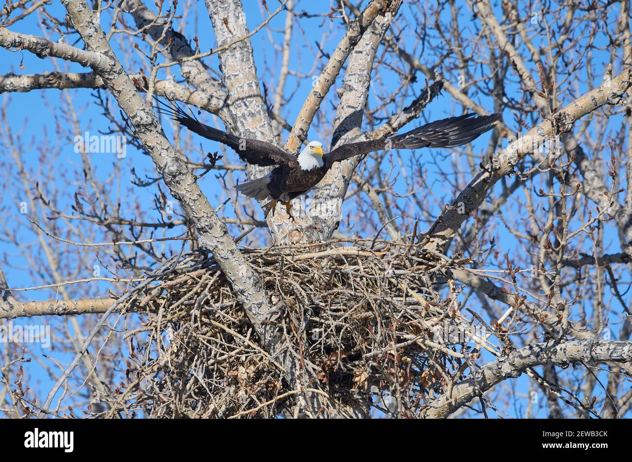 L'aigle à tête blanche (Haliaeetus leucocephalus) prend son envol de Nest, Calgary, Carburn Park, Alberta, Canada Banque D'Images