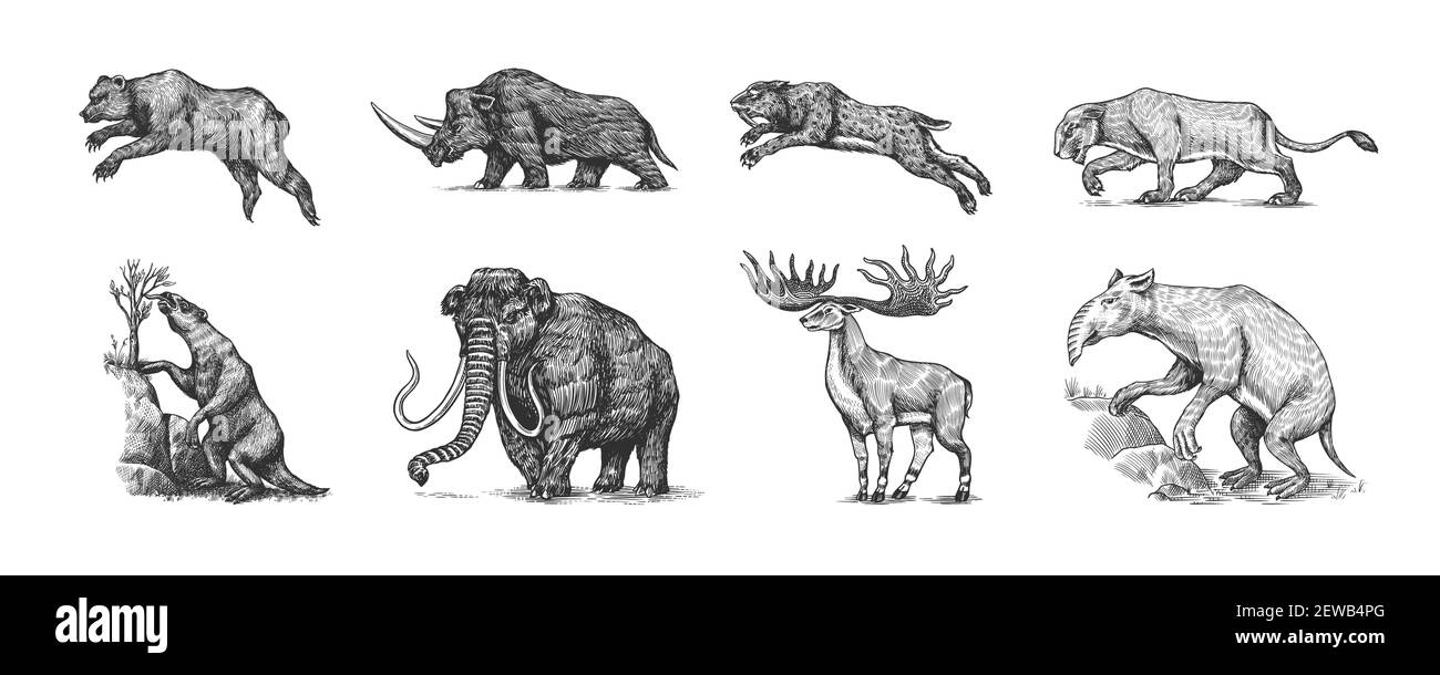 Mammouth ou éléphant éteint, Woolly rhinoceros Cave ours lion. Tigre à dents Panthera sabre, wapiti ou cerf irlandais, loth, Megatheriidae. Vintage Illustration de Vecteur