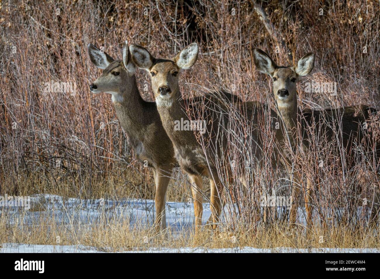 Trois femmes Rocky Mountain Mule Deer (Odocoileus hemiorus) en gros, photographe étudiant, Castle Rock Colorado USA. Photo prise en décembre. Banque D'Images