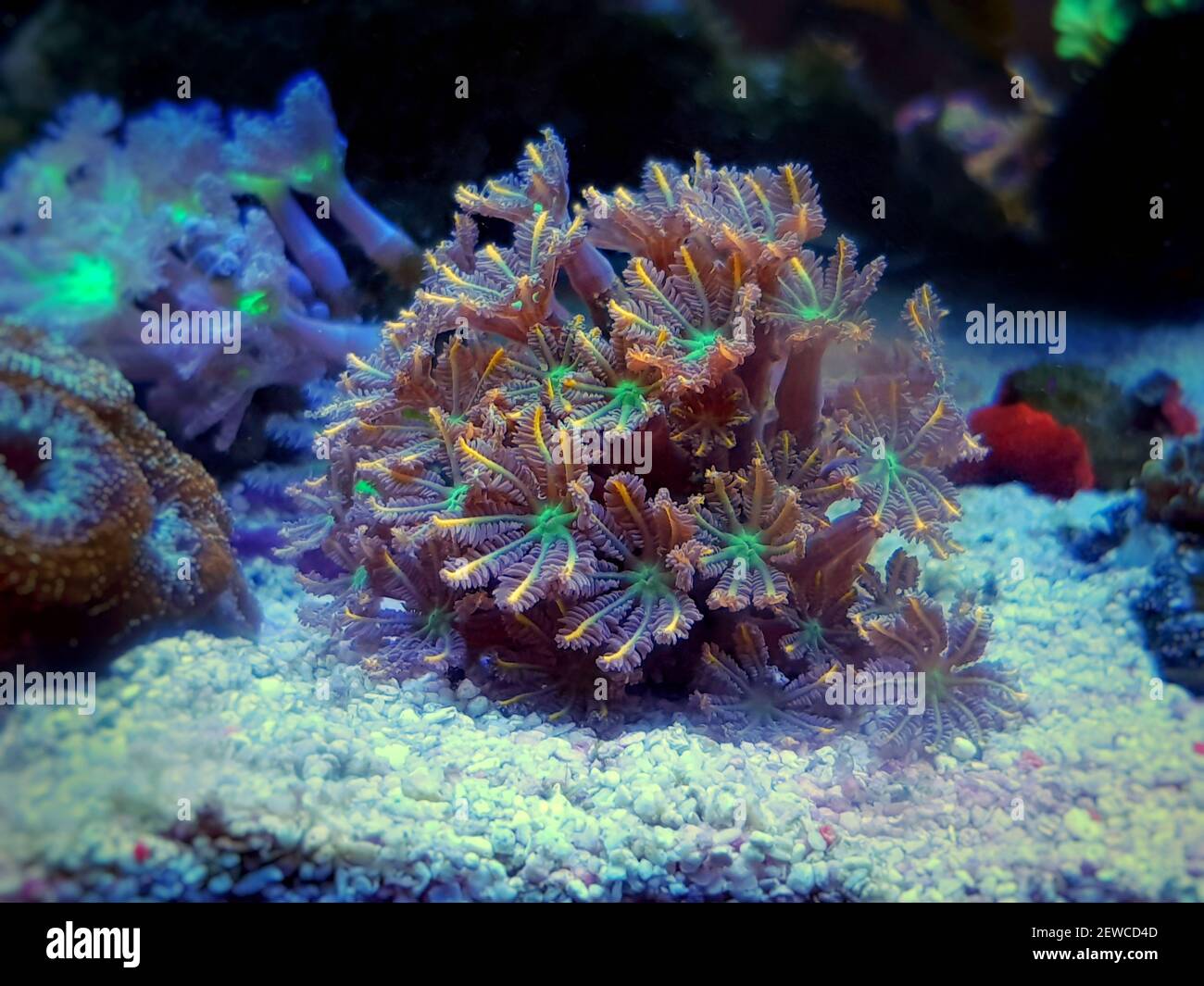 La colonie de polypes Clavularia Glove - Clavulariidae spp Banque D'Images