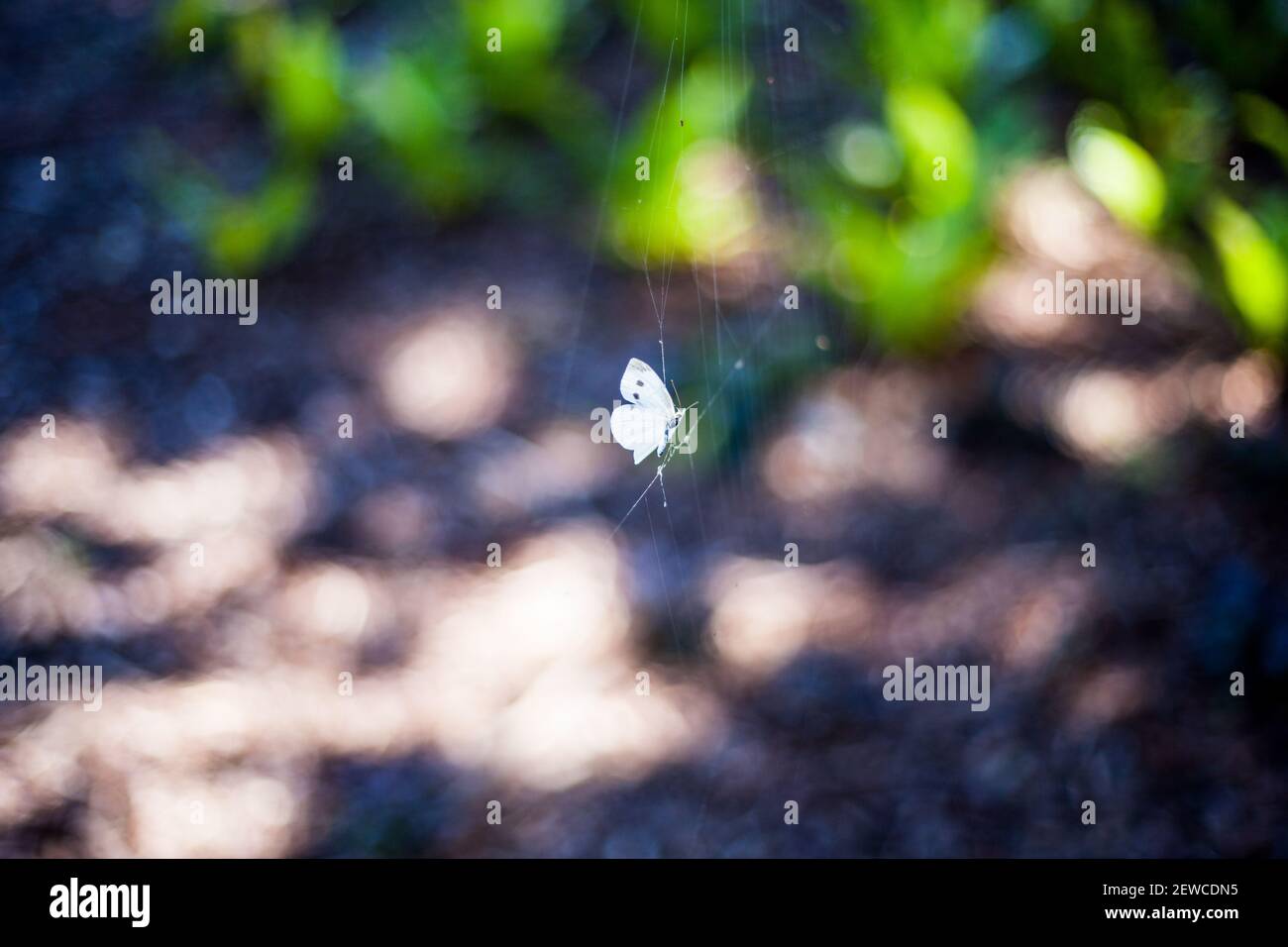 toile d’araignée Banque D'Images