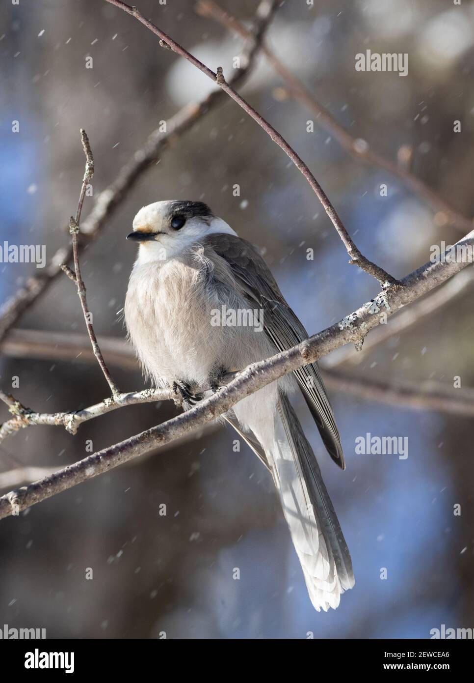 Un geai gris solitaire (Perisoreus canadensis) dans une forêt en hiver Banque D'Images