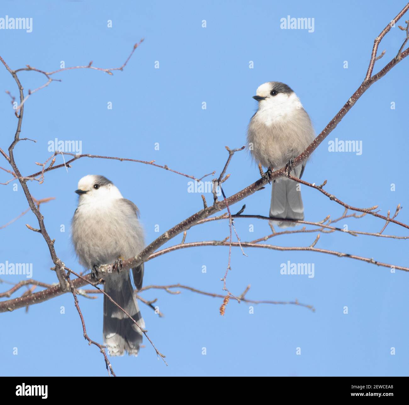Deux baies grises du Canada (Perisoreus canadensis) partage d'une branche avec fond bleu ciel Banque D'Images