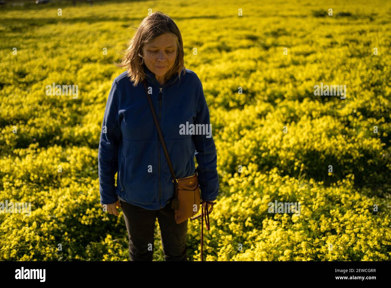 champ de fleurs de moutarde en californie Banque D'Images