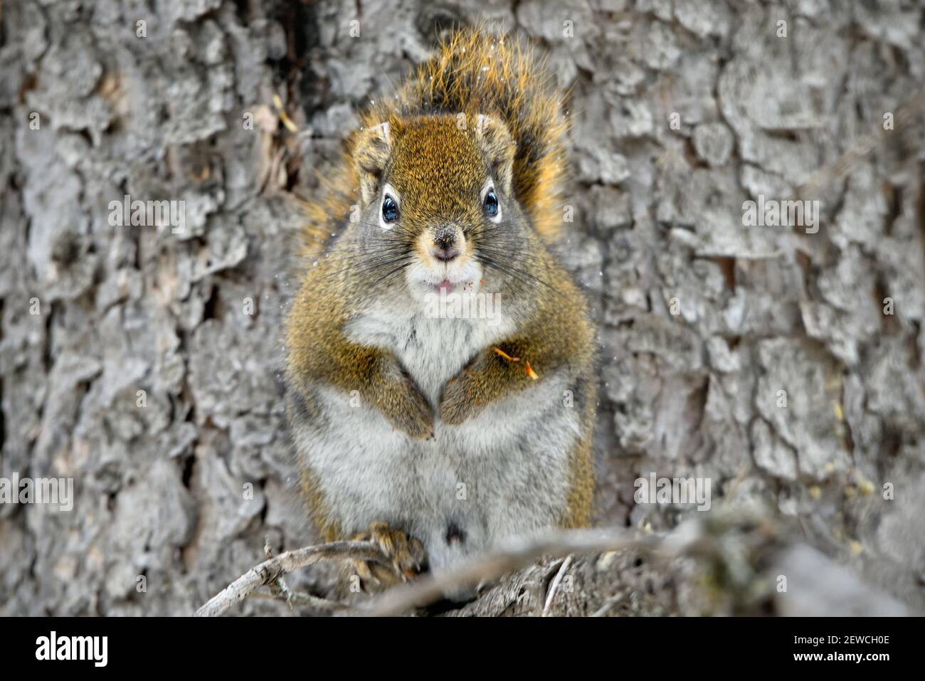 Un écureuil roux sauvage (Tamiasciurus hudsonicus), alerte et regardant vers l'avant après avoir terminé un déjeuner de cônes d'épinette dans son habitat forestier dans l'Alb rural Banque D'Images