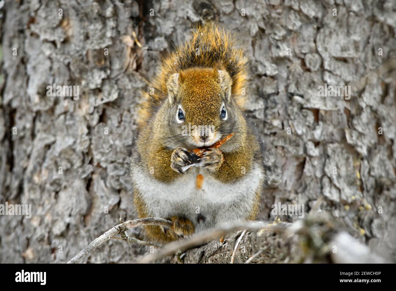 Un écureuil roux sauvage (Tamiasciurus hudsonicus); se nourrissant d'un cône d'épinette dans son habitat forestier dans les régions rurales du Canada de l'Alberta. Banque D'Images