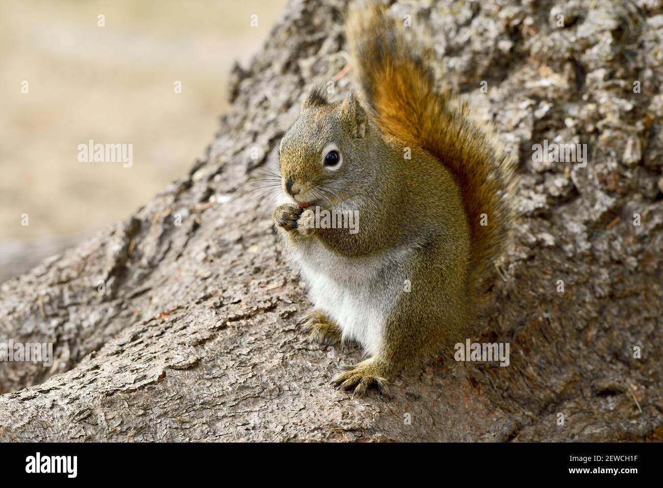 Un écureuil roux sauvage (Tamiasciurus hudsonicus), assis sur une racine d'arbre dans son habitat forestier dans les régions rurales du Canada de l'Alberta. Banque D'Images