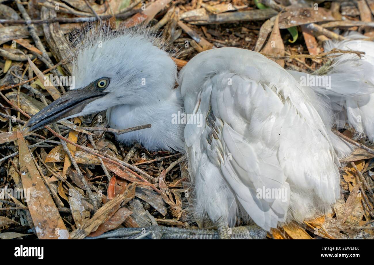 Sécheresse un désastre environnemental, avec la mort d'un jeune oiseau Banque D'Images