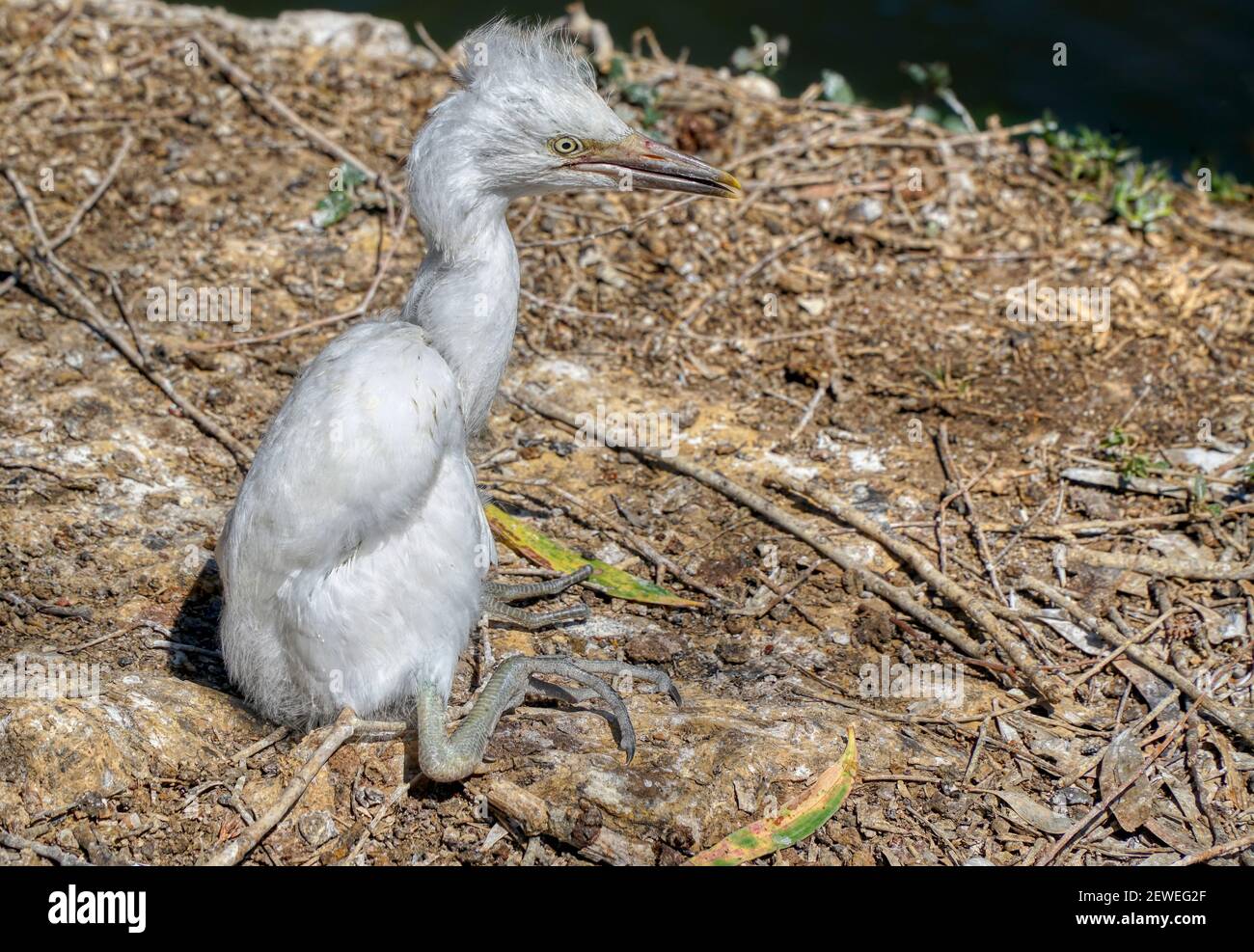 La sécheresse de l'environnement est un désastre, avec la mort d'un jeune oiseau Banque D'Images