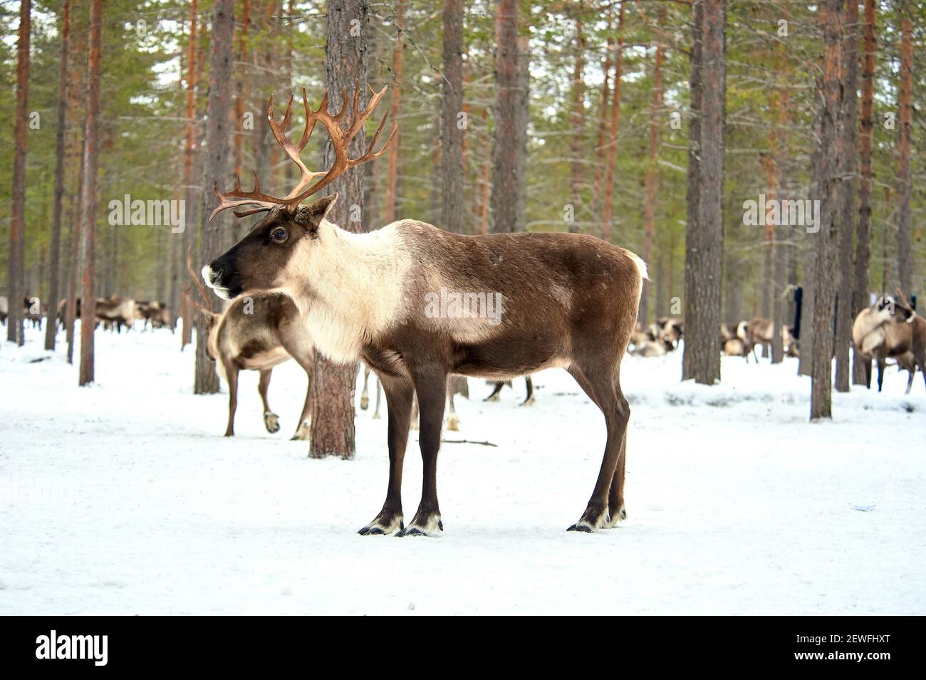 Un cerf se tient contre le fond d'un troupeau de cerf dans la forêt Banque D'Images Un cerf se tient contre le fond d'un troupeau de cerf dans la forêt Banque D'Images