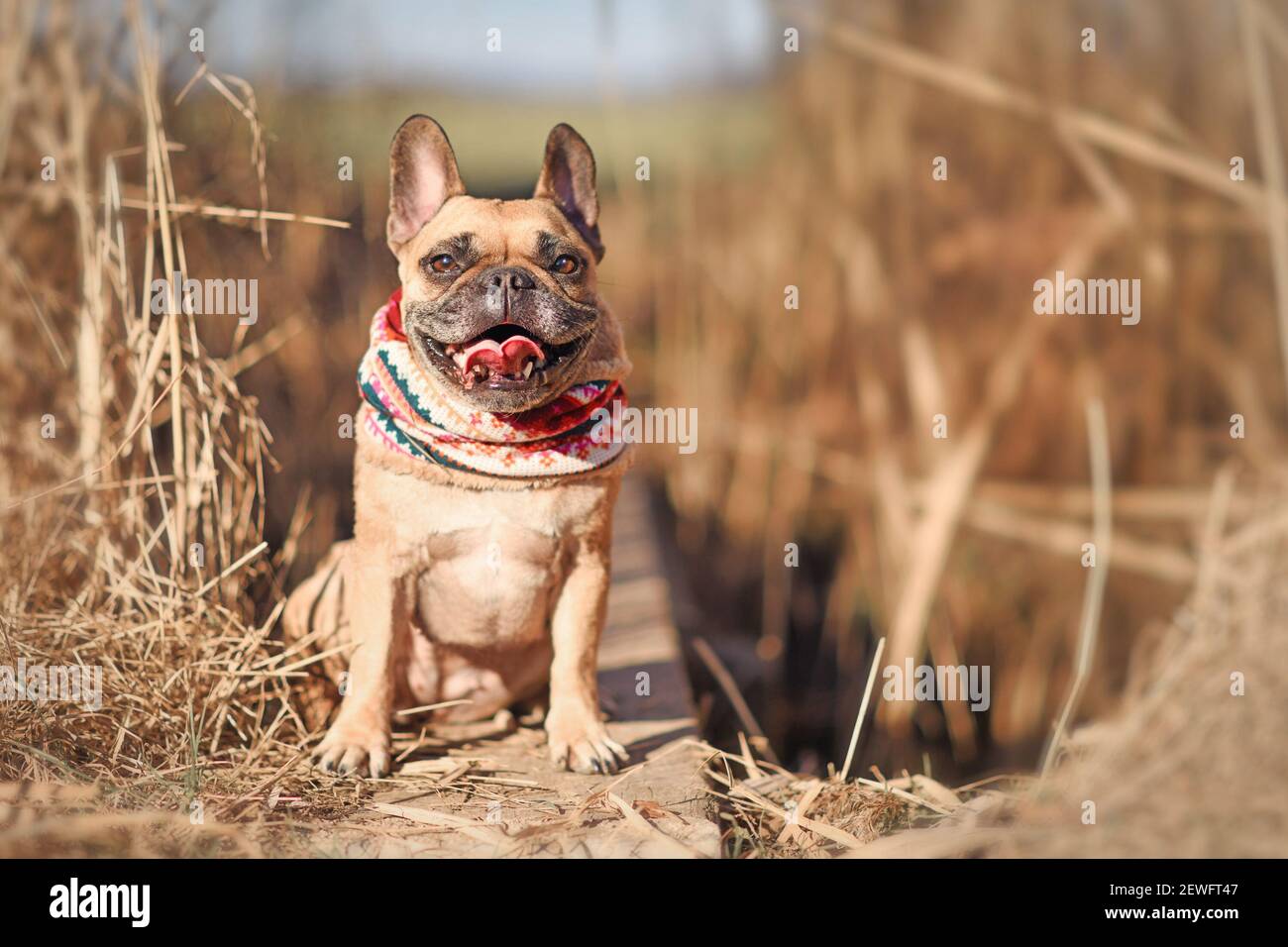 Riant chien Bulldog français portant une écharpe colorée assis entre sec herbe d'automne Banque D'Images