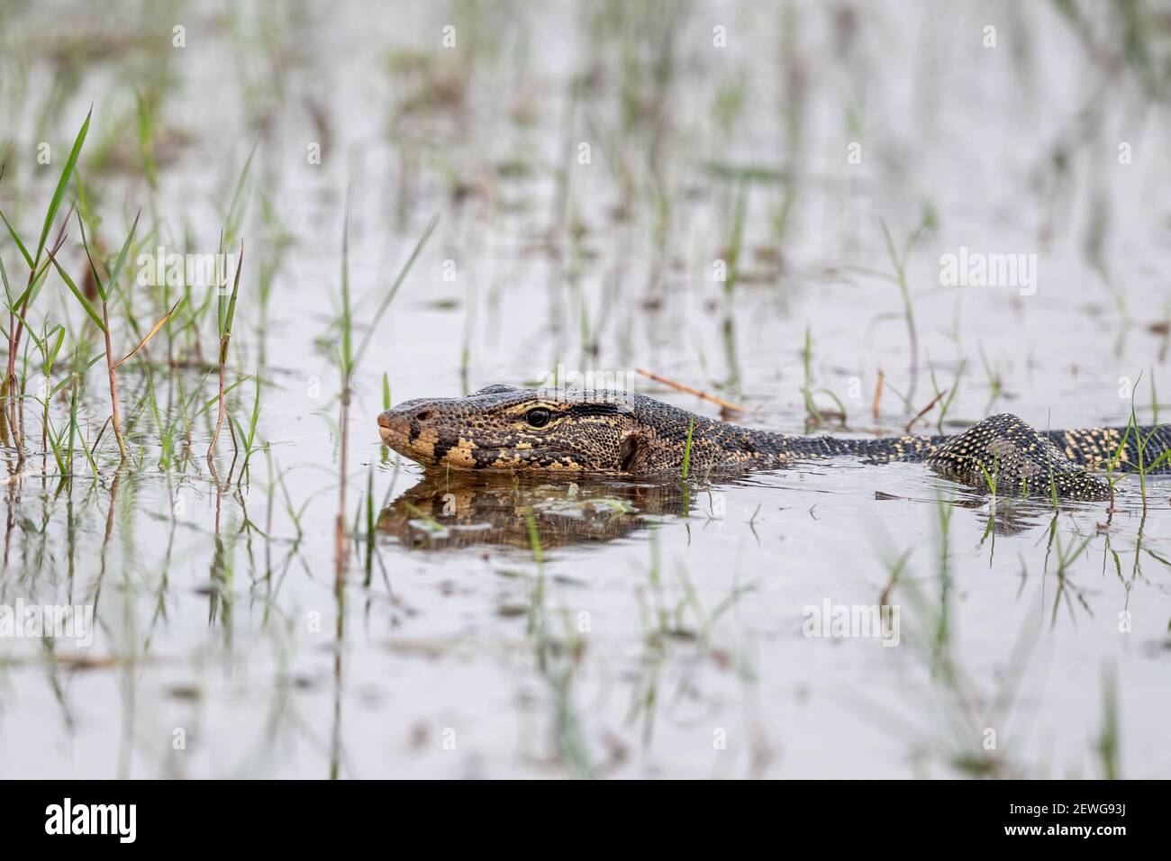 Le moniteur d'eau asiatique (Varanus salvator), également appelé moniteur d'eau commun, est un grand lézard varanide originaire de l'Asie du Sud et du Sud-est. Banque D'Images