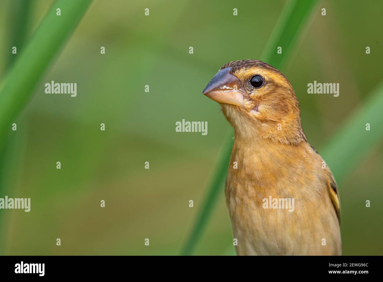 Le tisserand doré asiatique (Ploceus hypoxanthus) est une espèce d'oiseau de la famille des Ploceidae. On le trouve au Cambodge, au Laos, au Myanmar, en Thaïlande. Banque D'Images
