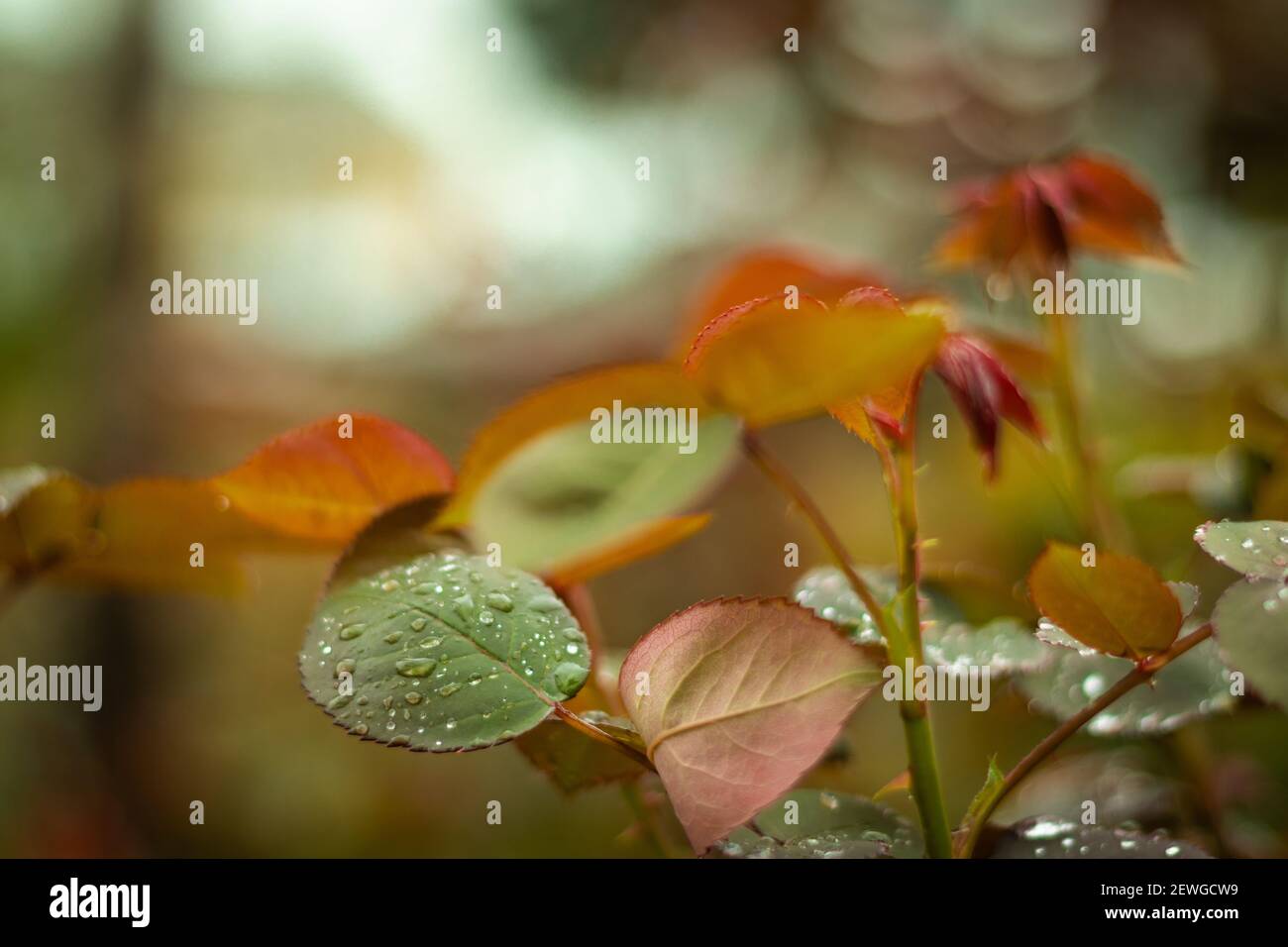 gouttes de pluie sur les feuilles de rosier orange-verdy. Printemps, mars. Banque D'Images