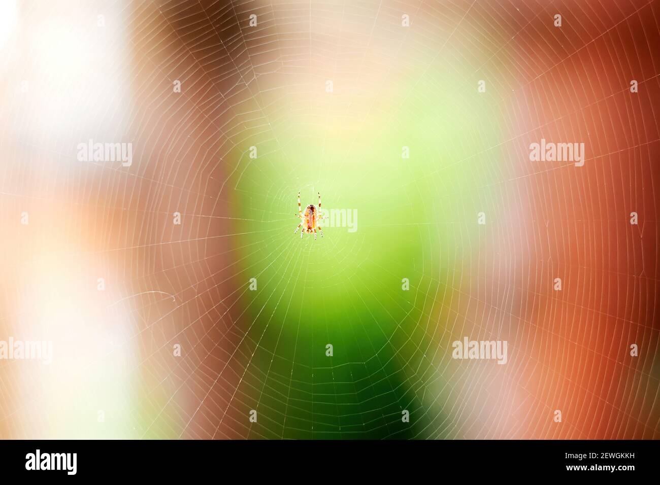 Petite araignée effrayante sur la large toile blanche dans la forêt. Insectes sauvages dans la nature. Chasse aux animaux Banque D'Images